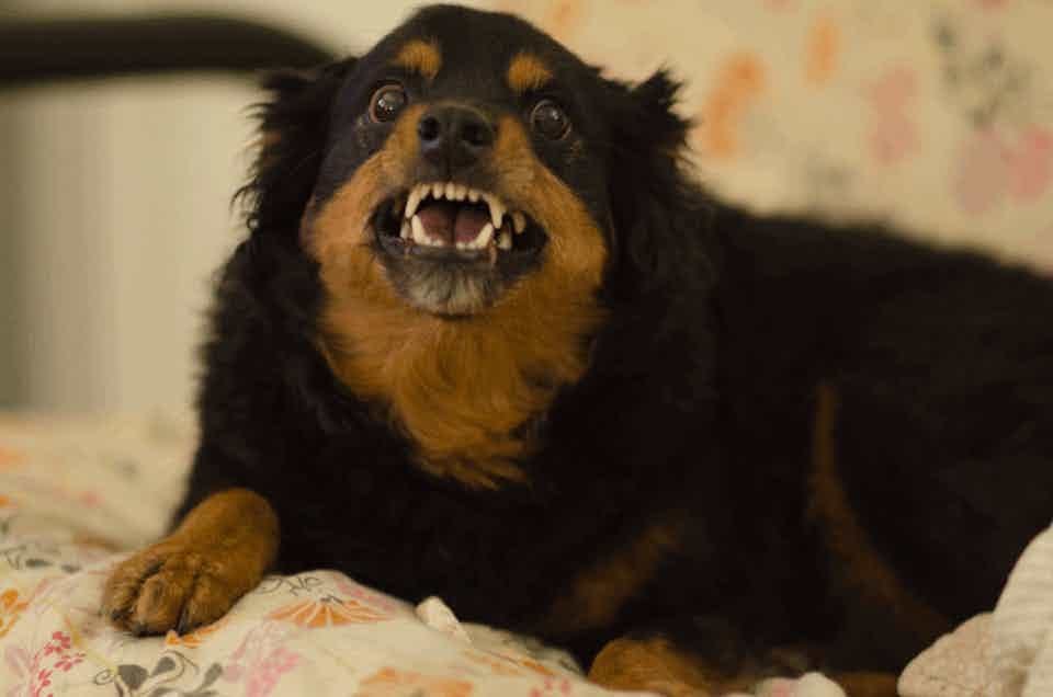 Burlington Animal Services alerta a la población sobre el peligro del virus de la rabia Burlington Animal Services alerta a la población sobre el peligro del virus de la rabia