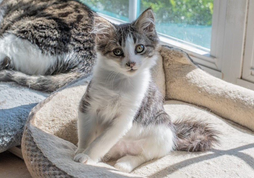 Burlington Animal Services: Programas y voluntariado que salvan vidas Burlington Animal Services: Programas y voluntariado que salvan vidas