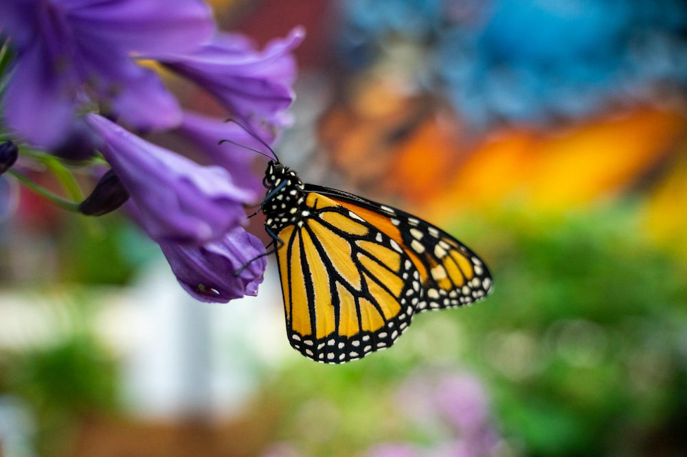 Greensboro Science Butterfly Exhibition